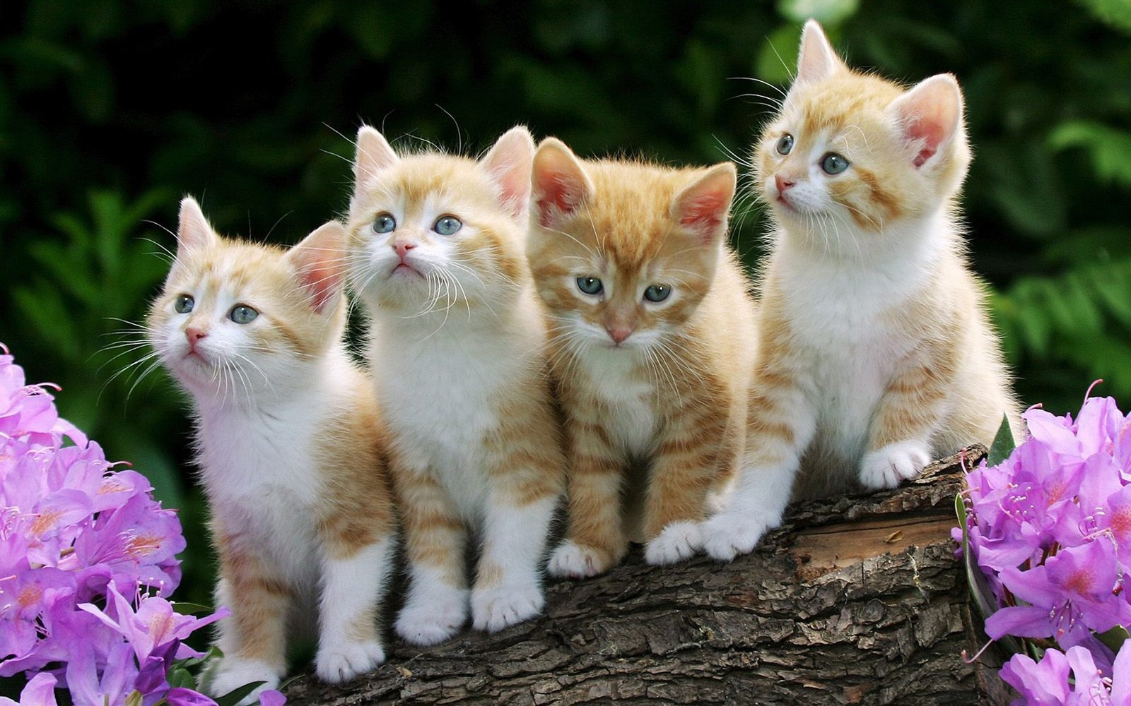 Beautiful Cats Pictures And Wallpapers The WoW Style