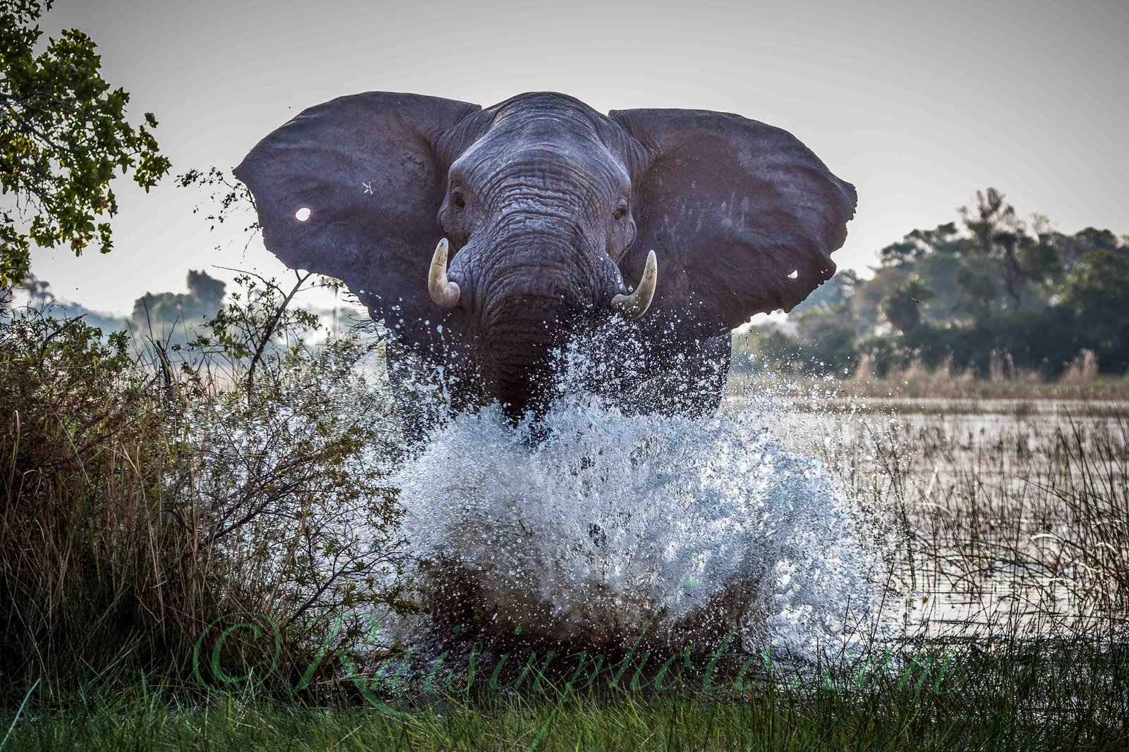 50 Best Wildlife Photography To Get Inspire