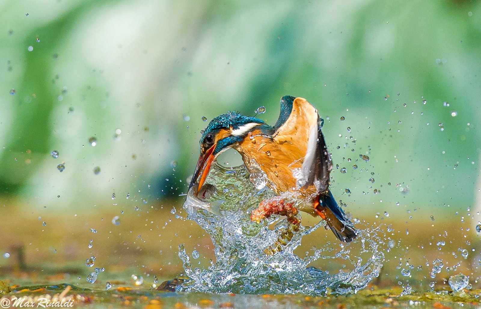 50 Best Wildlife Photography To Get Inspire