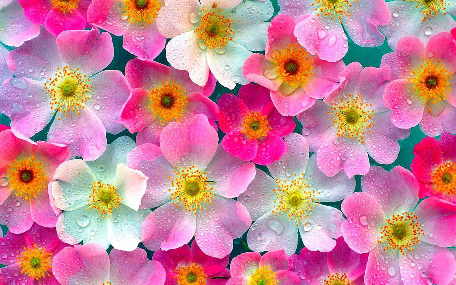 30 Beautiful Flower Wallpapers – The WoW Style