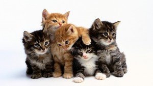 Beautiful Cats Pictures and Wallpapers
