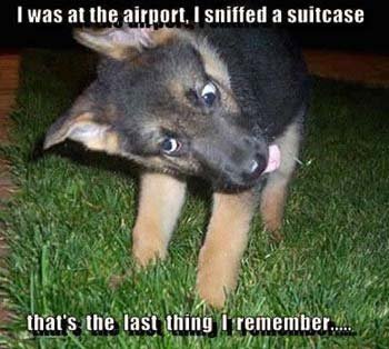 25 Best Funny Dog Pictures