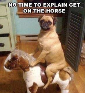 25 Best Funny Dog Pictures