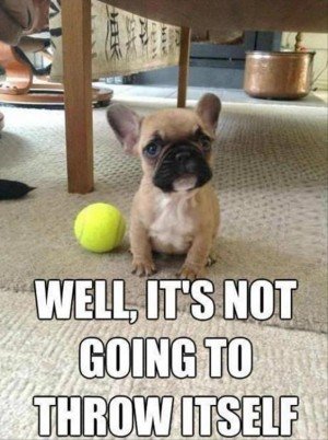 25 Best Funny Dog Pictures