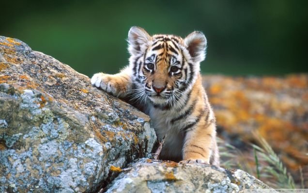 Cute Animal Pictures And Wallpapers