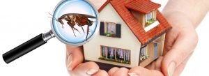 Preventive Pest Control Tips for Your Home
