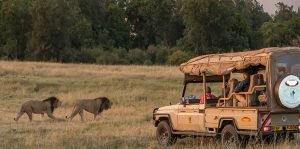 Start Your Safari Adventure