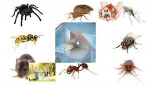 Hiring an Exterminator Here’s What You Need to Know