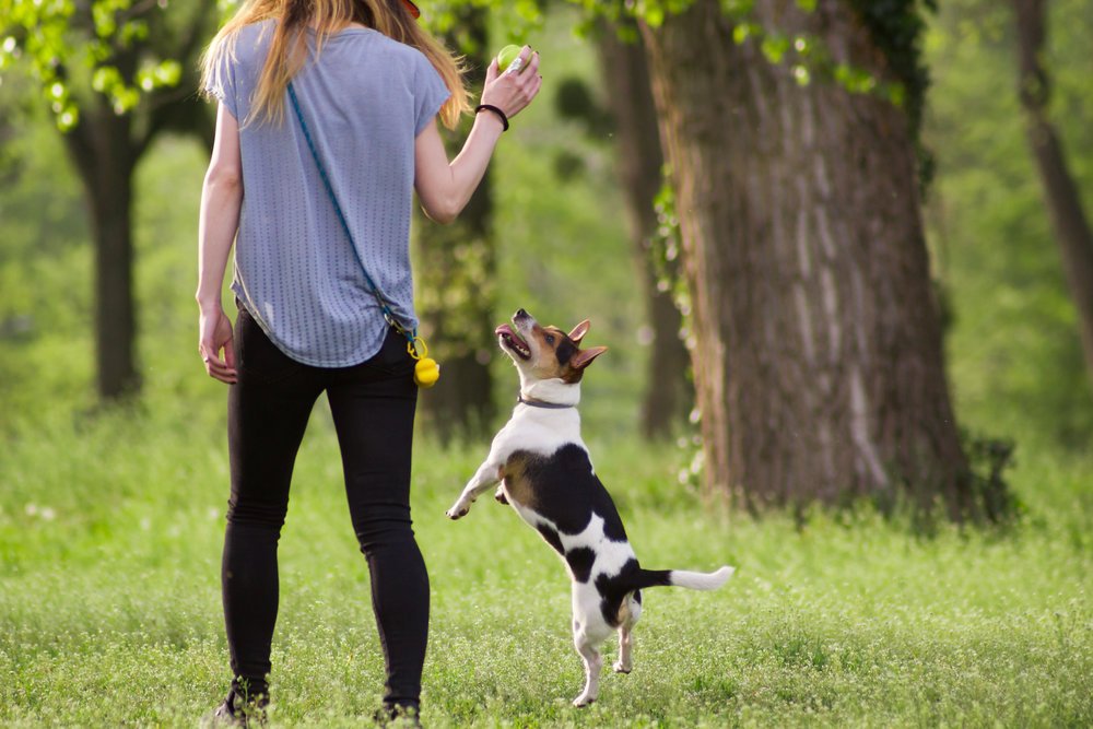 how-to-train-your-dog-with-positive-reinforcement