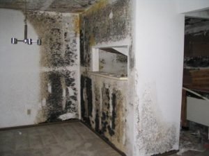 What to Do When You Have Black Mold in Your Home?
