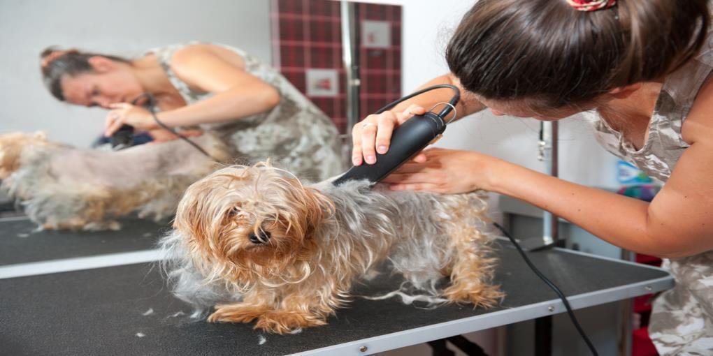 How to Choose the Best Dog Clipper