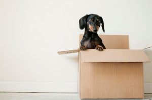 Is it Possible to Stay Organised During a Removal?