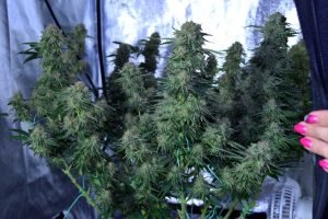 How to Use Grow Tents, Grow Lights and Nutrients to Grow Cannabis