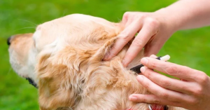 Flea-Borne Diseases in Dogs