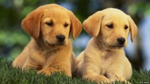 5 Perfect Dog Breeds for Apartments