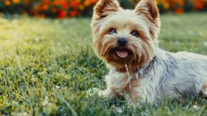 Top Things to Do with Your Dog for National Pet Month