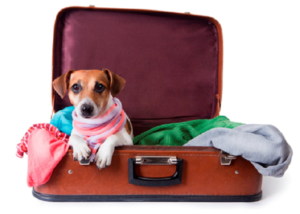Traveling with Pets: What are the Difficulties?