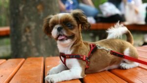 How to Choose The Best Harness for Your Dog!