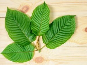 Kratom for Beauty: A Complete Guide