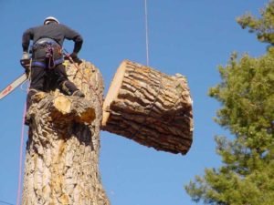 Tree Removal Cost – Determining Factors and Estimates
