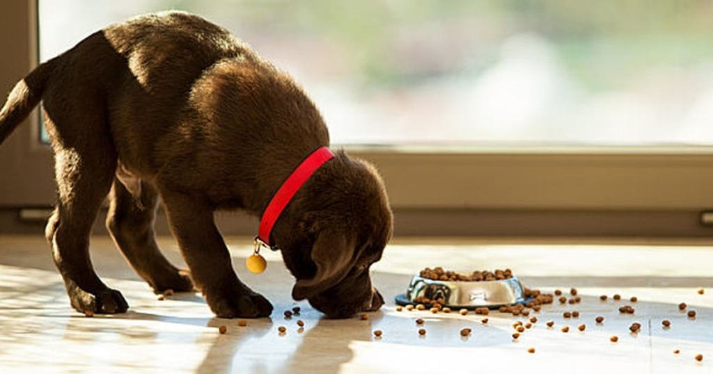 3 Ways to Stop Your Dog From Begging for Food at the Table