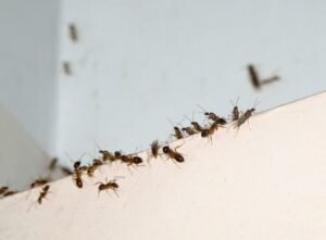 How to Keep Insects Out of Your House