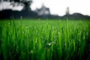 These are the Benefits to Using a Sprinkler System