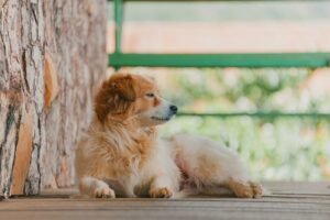 5 Tips to Keep Your Dog Happy and Healthy While You are Away