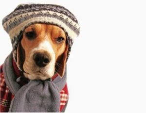 How to Take Care of Your Dog in Winters
