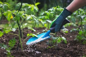 Everything You Should Know about Fertilizing