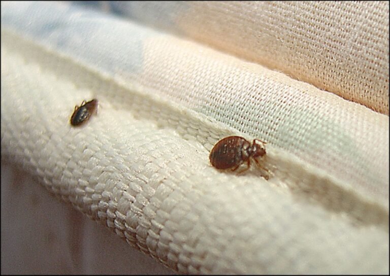 Don't Let the Bed Bugs Bite! How to Get Rid of Bed Bugs