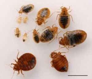 Do You Also Believe In These Myths About Bed Bugs?