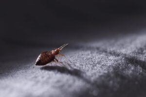 What to Do When You Realize That You Have Bed Bugs