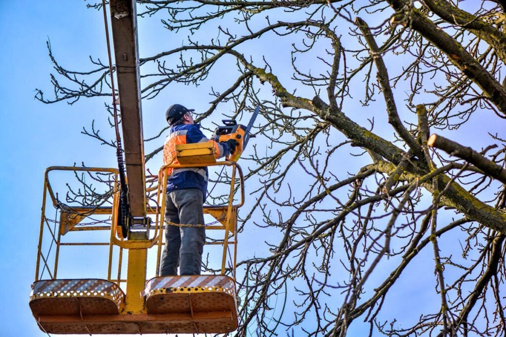 how-much-do-tree-surgeons-charge