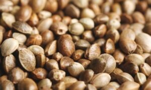 How Should I Consume Cannabis Seeds?