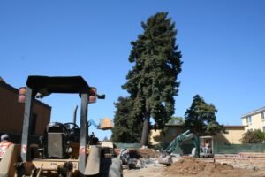 5 Ways Construction Damages Trees