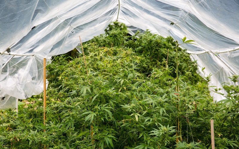 Cannabis Cultivation: Your Guide To Legally Growing At Home