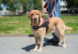 Trained Dogs for Sale: 5 Important Things to Know Before You Buy a Trained Service Dog
