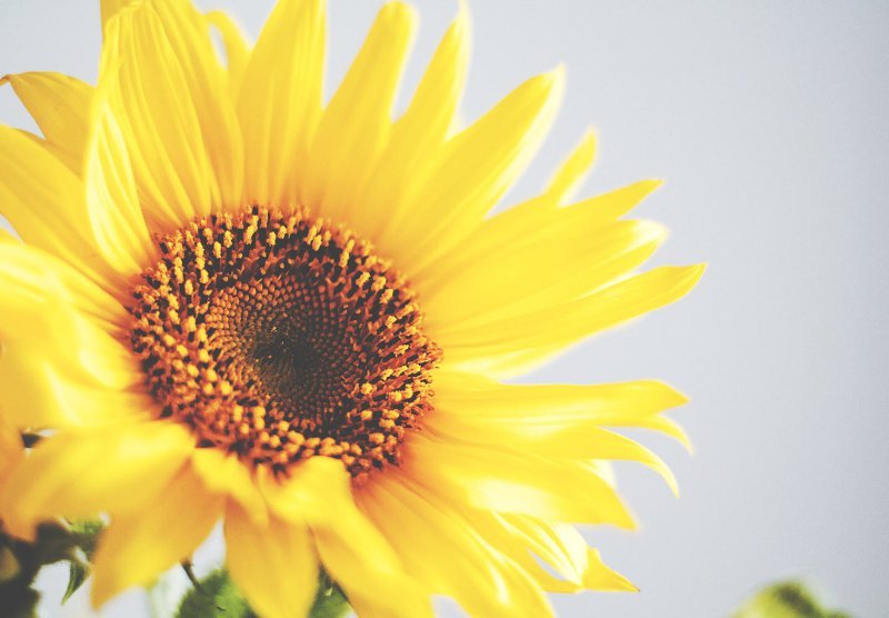 The Complete and Only Sunflower Care Guide You'll Ever Need