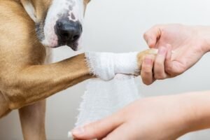 5 Home Remedies for Dogs You Should Know About