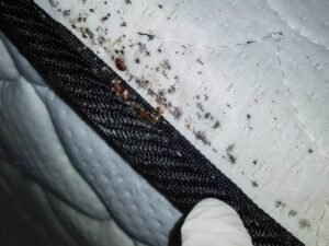 Tips To Detect Bed Bugs Infestation.