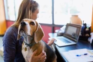 Interest In Pets Is Growing: Learn About Pet Sitting and Dog Walking