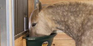 Who Is The Best Supplier Of Nutritional Laminitis Supplements For Horses?