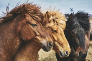 Top 7 Tips on Choosing the Right Horse for You