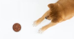 Why You Should Feed Your Dog Ancient Grains