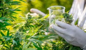 How Medicinal Cannabis Work and It’s Benefits