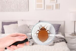 Why You Need a Professional To Get Rid of Bed Bugs