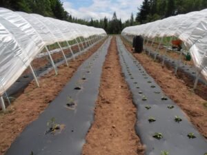 Plastic Mulch: Why You Should Consider Using It in Your Farm