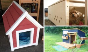 Dog House Designs to Make Your Furry Friend Feel At Home