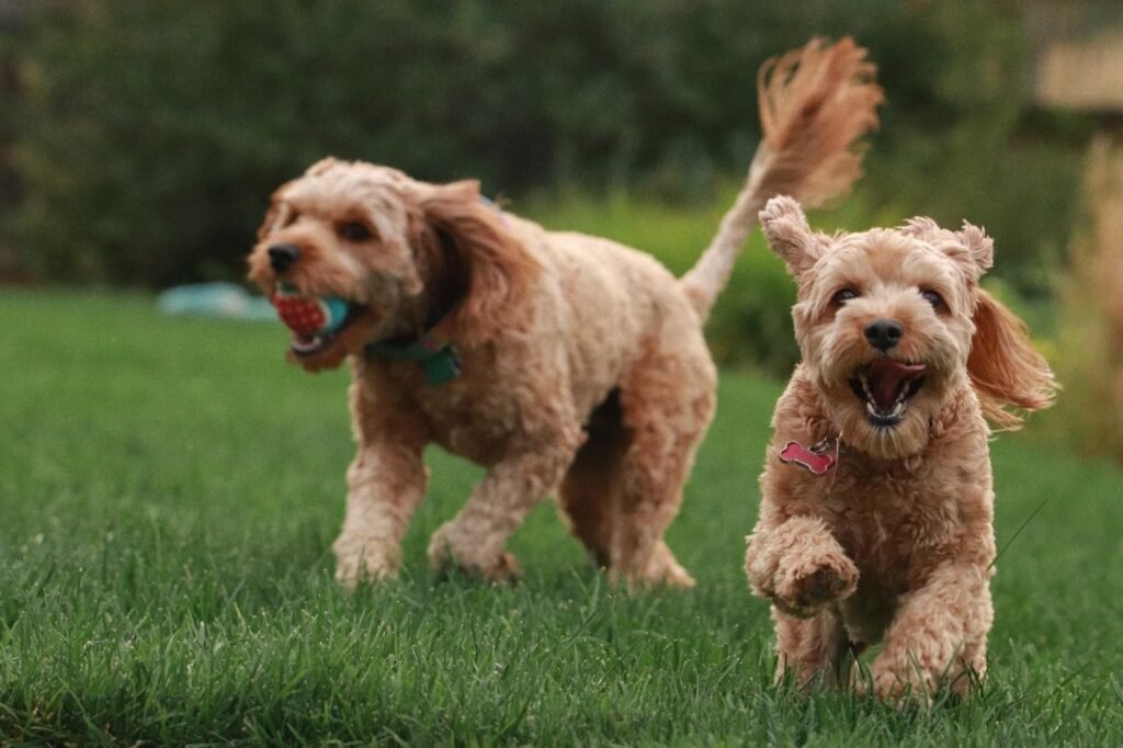 The Golden Retriever-Poodle Mix - GolDenDooDle 1 1024x682